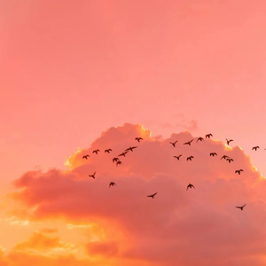 国产成人8x人网站视频
