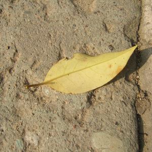 国产成人8x人网站视频
